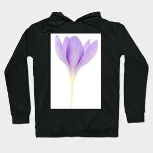 Crocus goulimyi   AGM  Autumn flowering crocus Hoodie